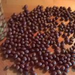 Préparation des olives (olives noires en saumure)