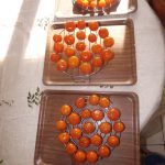 Mandarines confites