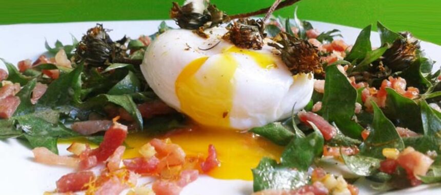 Traditional dandelion leaf salad with bacon bits and poached egg